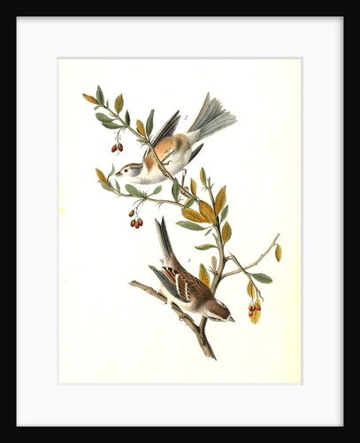 Canada Bunting (Tree Sparrow) by John James Audubon