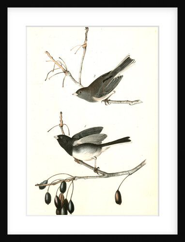 Common Snow-Bird. by John James Audubon