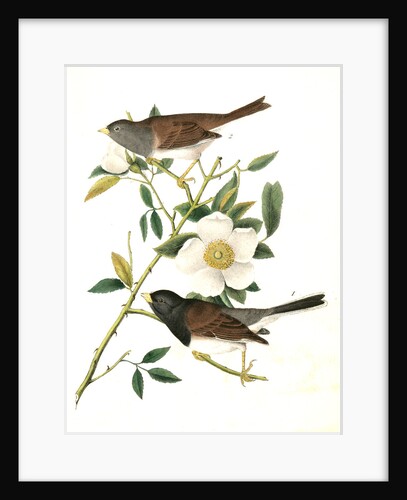 Oregon Snow-Bird by John James Audubon