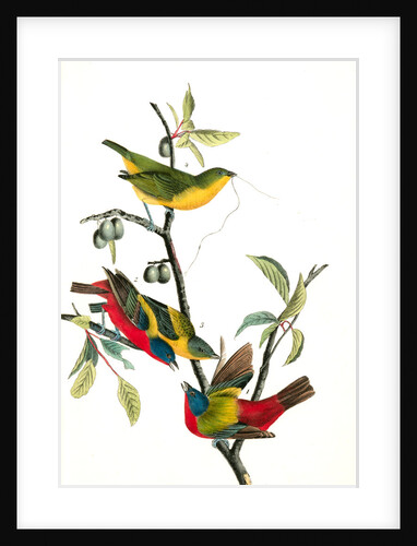 Painted Bunting. 1.2. 3. Males in different states of plumage. 4. Female. (Chicasaw Wild Plum) by John James Audubon