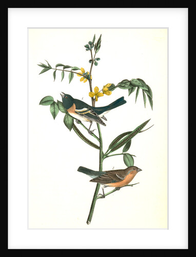 Lazuli Finch by John James Audubon