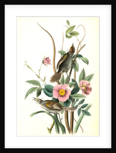 Sea-side Finch by John James Audubon