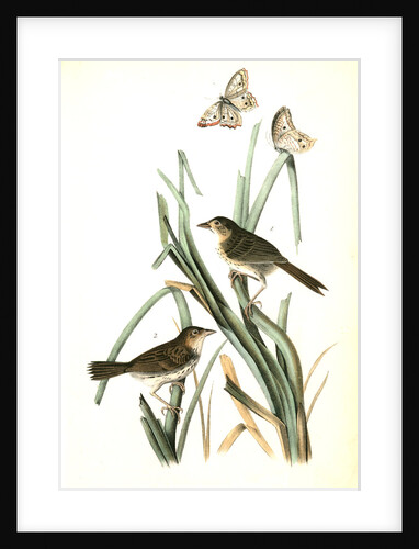 Macgillivray's Shore-Finch by John James Audubon