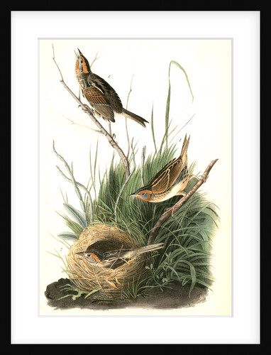Sharp-tailed Finch by John James Audubon