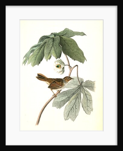 Swamp Sparrow. Male. (May-apple.) by John James Audubon