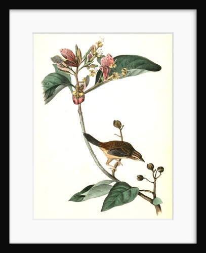 Bachman's Pinewood Finch. Male. (Pinckneya pubescens) by John James Audubon