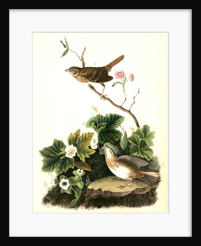 Lincoln's Pinewood Finch by John James Audubon