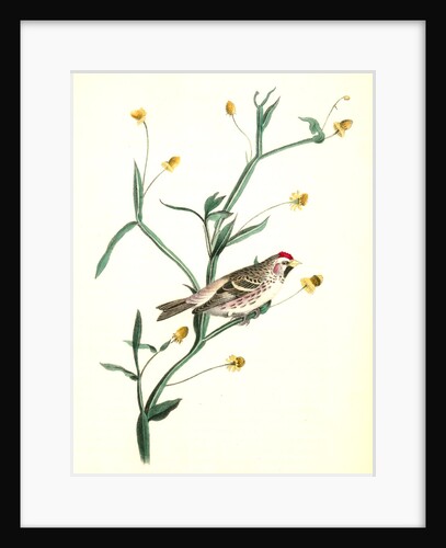 Mealy Redpoll Linnet. Male by John James Audubon