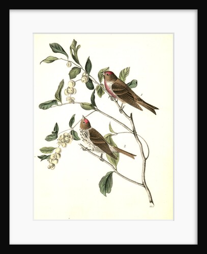 Lesser Redpoll Linnet by John James Audubon