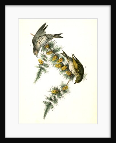 Pine Linnet by John James Audubon