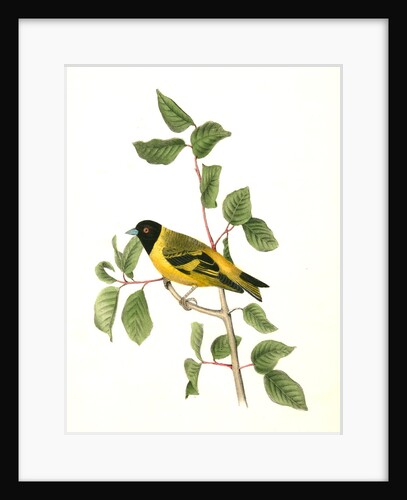 Black-headed Goldfinch. Male by John James Audubon