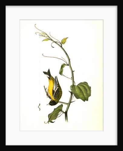 Arkansaw Goldfinch. Male by John James Audubon