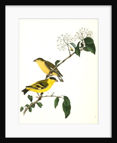 Yarrell's Goldfinch by John James Audubon