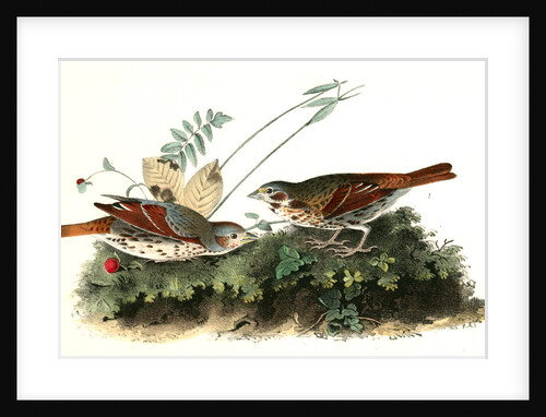 Fox-coloured Finch by John James Audubon