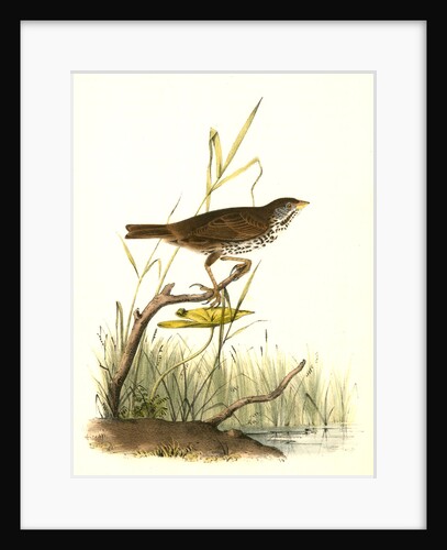 Brown Finch. Female by John James Audubon