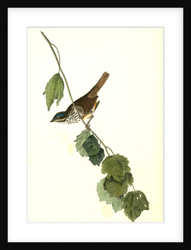 Townsend's Finch. Male by John James Audubon