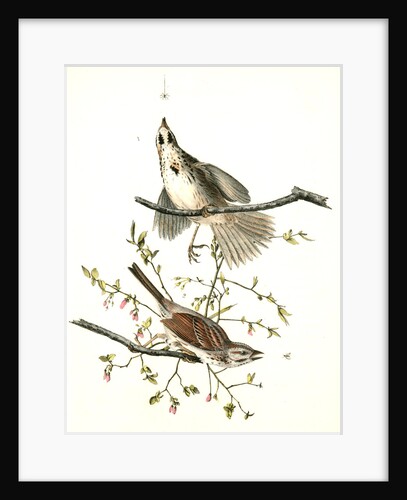 Song Finch by John James Audubon