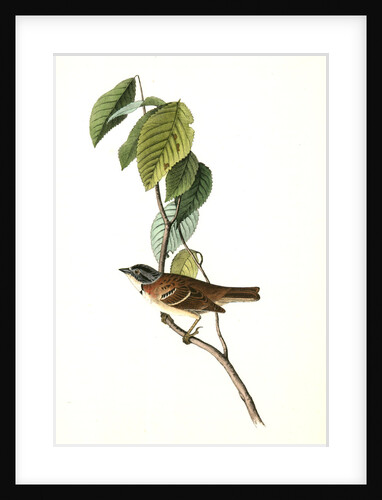 Morton's Finch. Male by John James Audubon