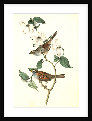 White-throated Finch. 1.Male. 2. Female. (Common Dogwood.) by John James Audubon