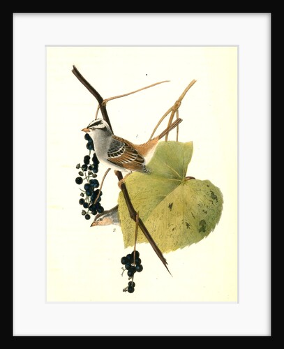 White-crowned Finch. 1.Male. 2. Female. (Wild Summer Grape.) by John James Audubon