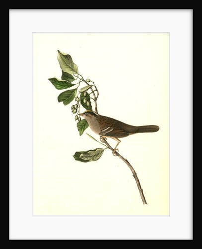 Black-and-yellow-crowned Finch by John James Audubon