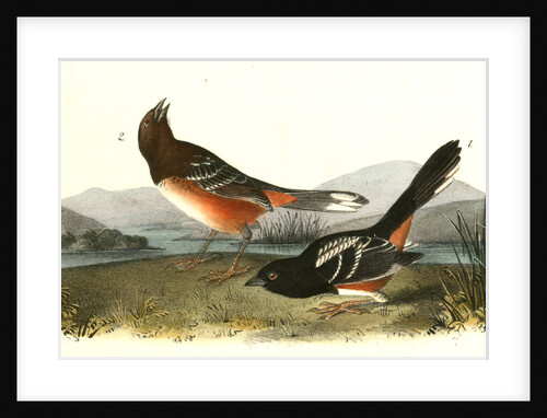 Arctic Ground Finch by John James Audubon