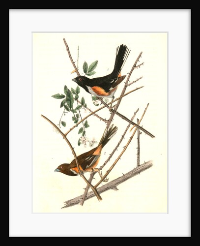 Towhe Ground Finch by John James Audubon
