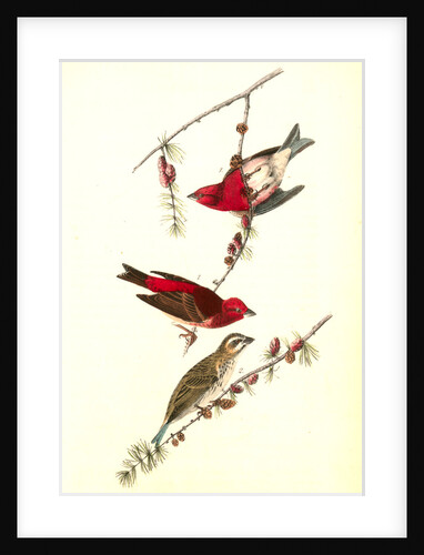 Crested Purple Finch by John James Audubon