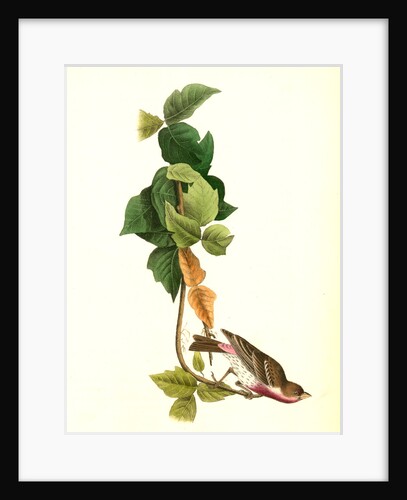 Crimson-fronted Purple Finch. Male by John James Audubon