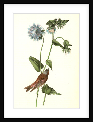 Gray-crowned Purple Finch. Male. (Stocessa cyanea.) by John James Audubon