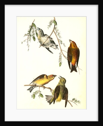 Common Crossbill by John James Audubon