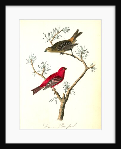Common Pine-finch by John James Audubon