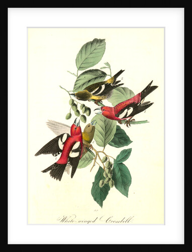 White-winged Crossbill by John James Audubon