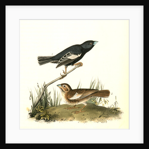 Prairie Lark-finch by John James Audubon