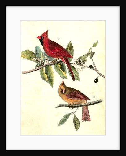 Common Cardinal Grosbeak by John James Audubon
