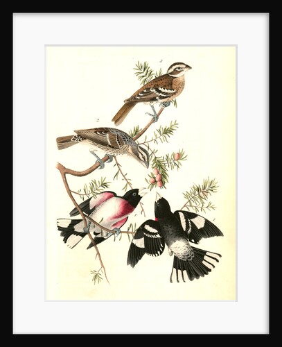 Rose-breasted Song Grosbeak by John James Audubon