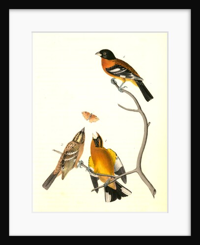 Black-headed Song-Grosbeak by John James Audubon