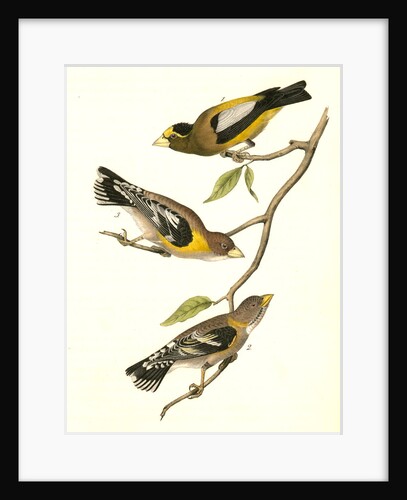 Evening Grosbeak by John James Audubon