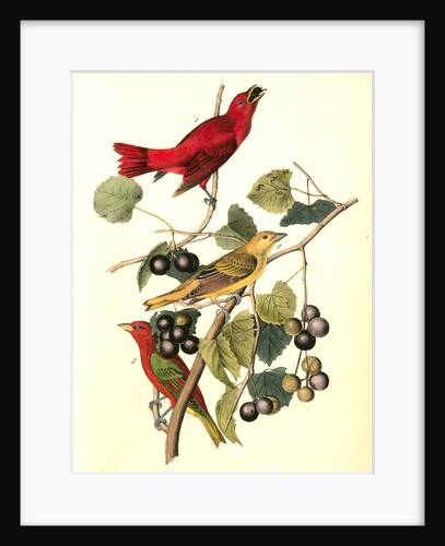 Summer Red-bird by John James Audubon