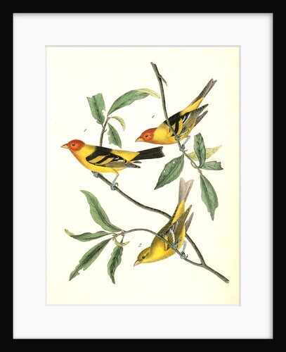 Louisiana Tanager by John James Audubon