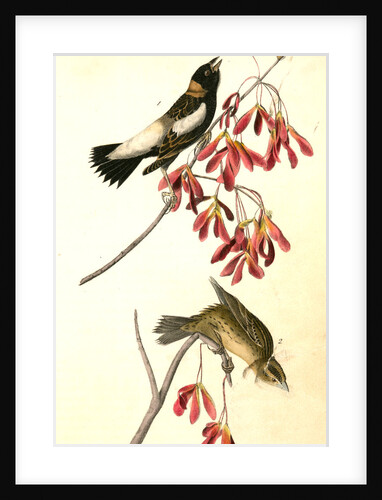 Wandering Rice-bird by John James Audubon