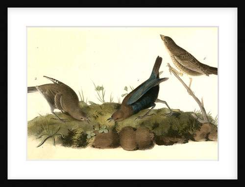 Common Cow-bird by John James Audubon