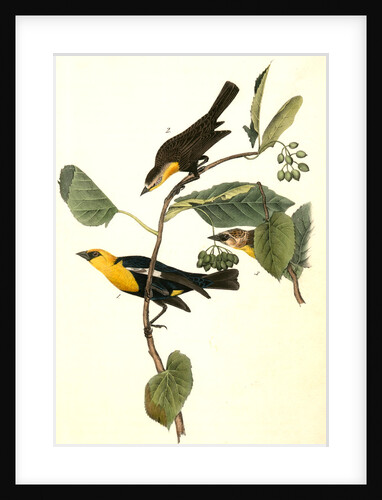 Saffron-headed Marsh-Blackbird by John James Audubon