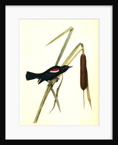 Red-and-white-shouldered Marsh-Blackbird. Male by John James Audubon