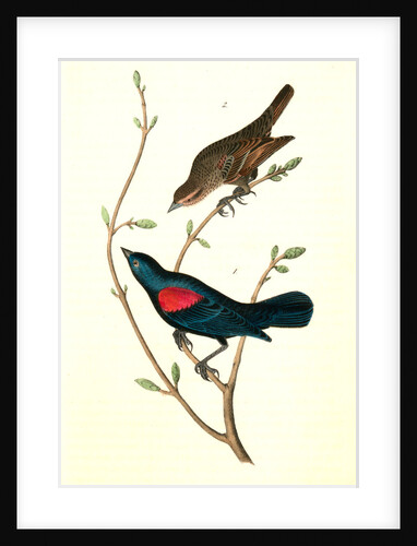 Red-and-black-shouldered Marsh-Blackbird by John James Audubon