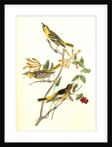 Bullock's Troopial by John James Audubon