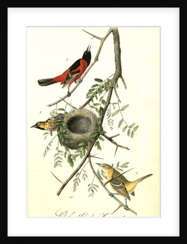 Orchard Oriole, or Hang-nest by John James Audubon