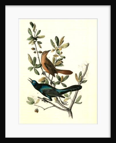 Boat-tailed Grackle by John James Audubon
