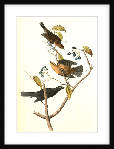 Rusty Crow-Blackbird by John James Audubon