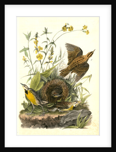 Meadow Starling or Meadow Lark by John James Audubon